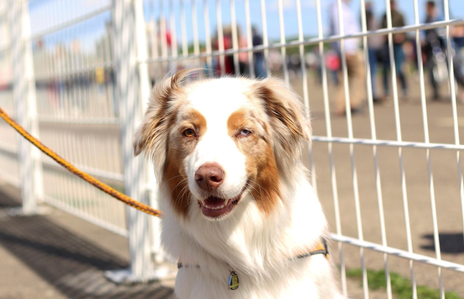 Canon EOS 700D (EOS Rebel T5i / EOS Kiss X7i) + Canon EF 50mm F1.8 STM sample photo. Dog, animal, quadropeds photography