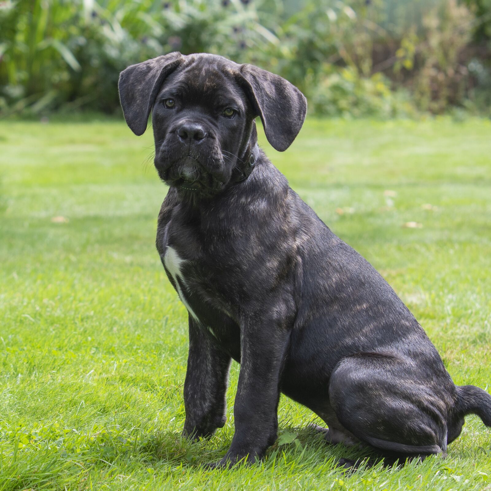 Nikon D500 sample photo. Canecorso, puppy, cute photography