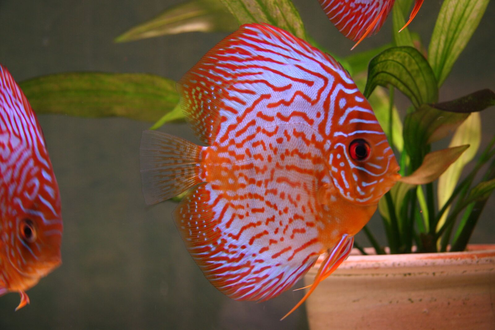 Canon EOS 20D sample photo. Fish, aquarium, animals photography
