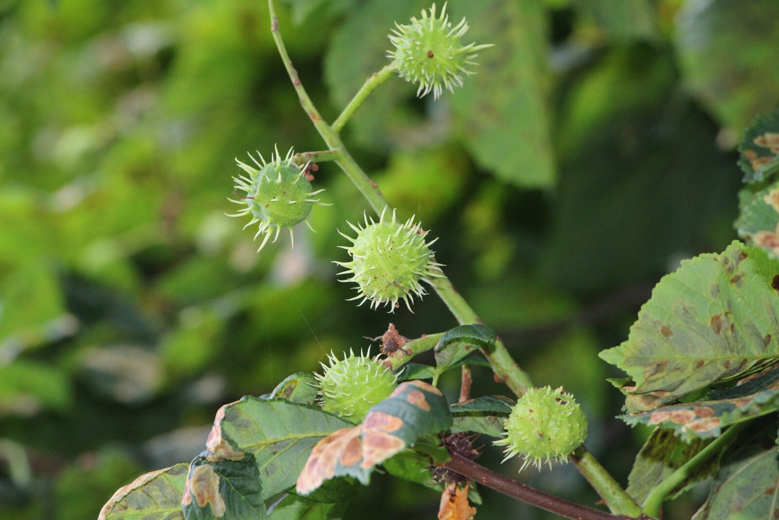 Canon EOS 700D (EOS Rebel T5i / EOS Kiss X7i) sample photo. Chestnut, deciduous tree, fruit photography