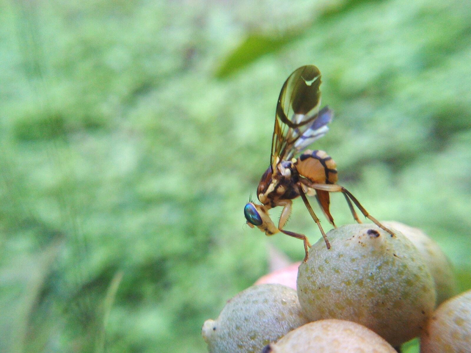 vivo Y21 sample photo. Fly, insect, nature photography