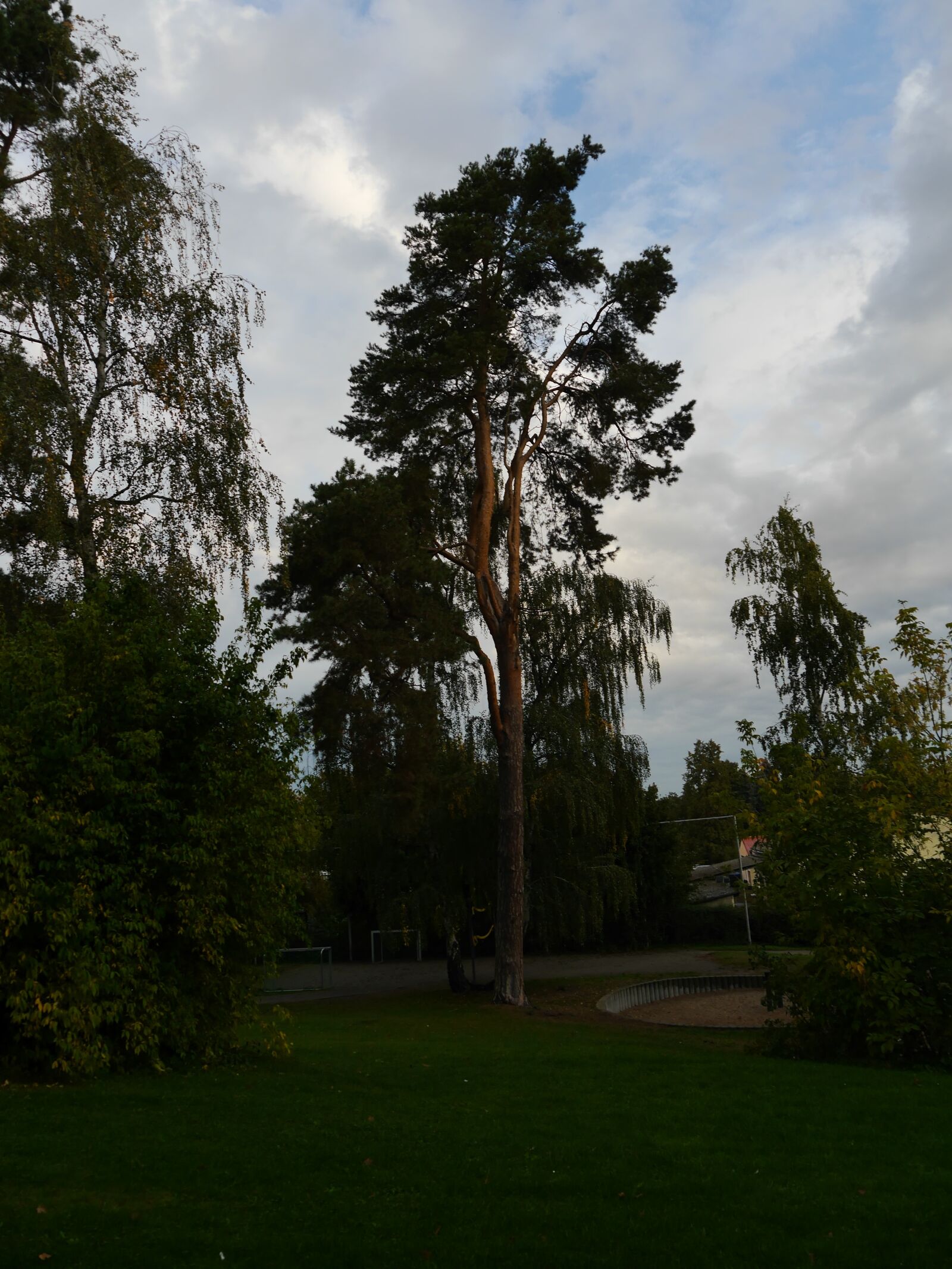 Panasonic Lumix DMC-G6 sample photo. Tree, autumn, nature photography