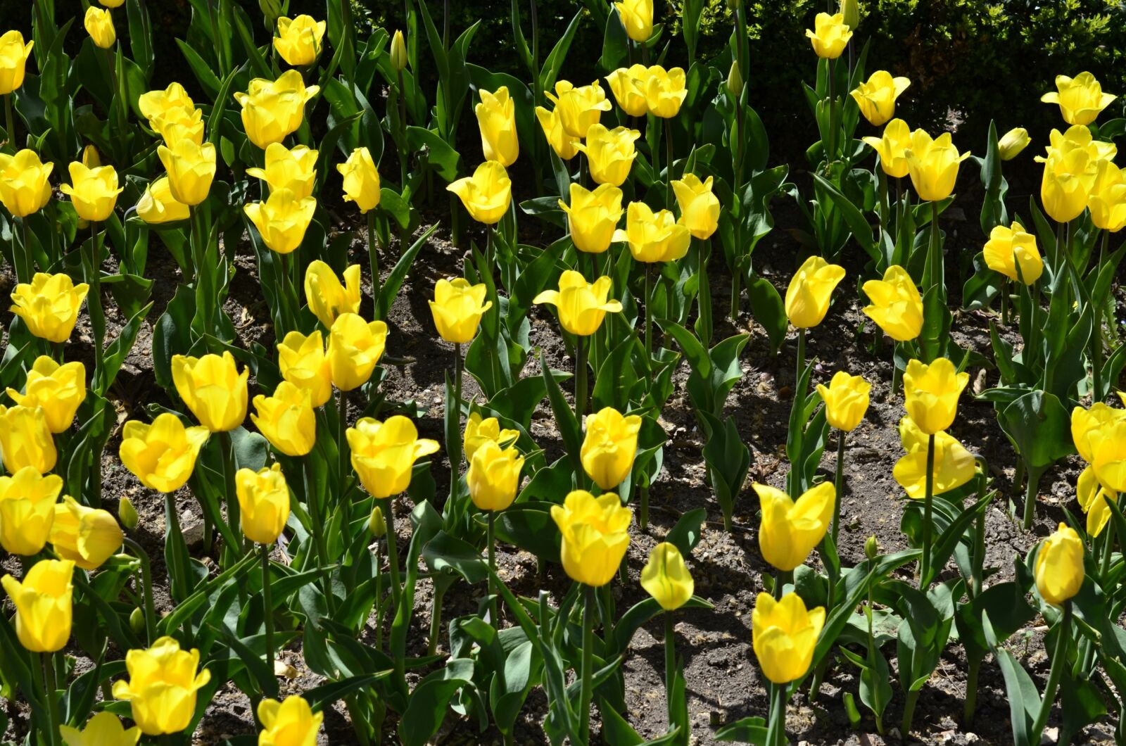Nikon D7000 sample photo. Flowers, tulips, yellow photography