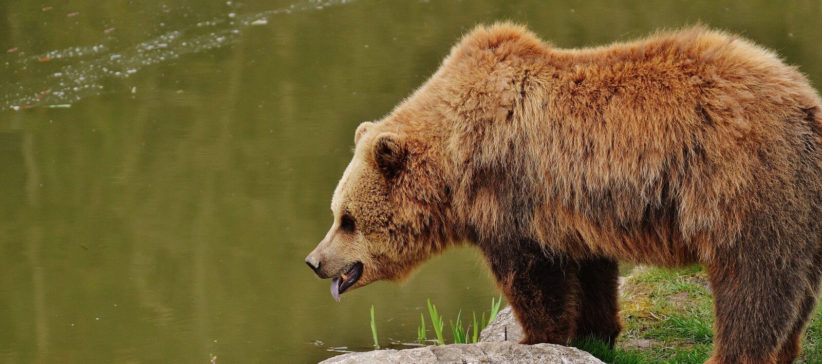 Nikon D3200 sample photo. Bear, wildpark poing, brown photography