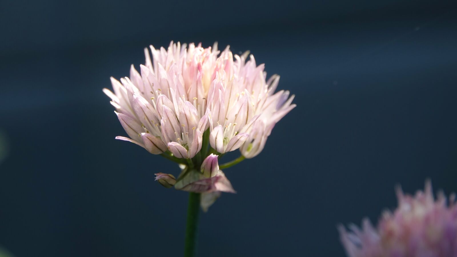 Sony Cyber-shot DSC-RX10 III sample photo. Flower, wild flower, background photography