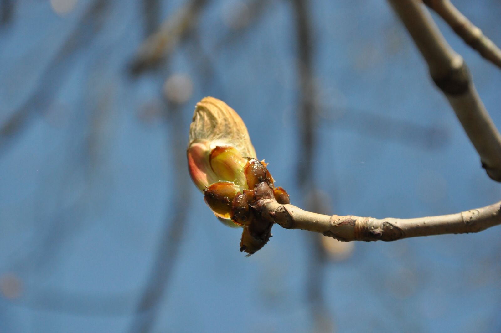 Nikon D90 sample photo. Bud, leaf bud, nature photography
