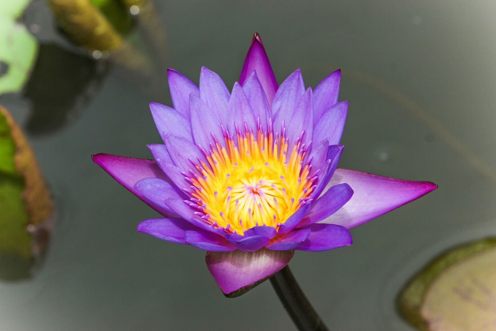 Canon EOS 600D (Rebel EOS T3i / EOS Kiss X5) sample photo. Flower, lotus, lotus flower photography