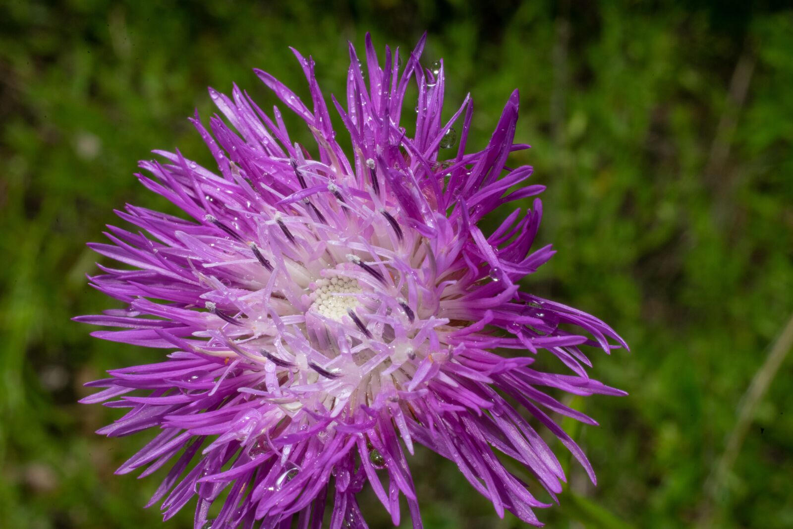 Sony a7 II + Sony FE 50mm F1.8 sample photo. Bug, green, flower photography