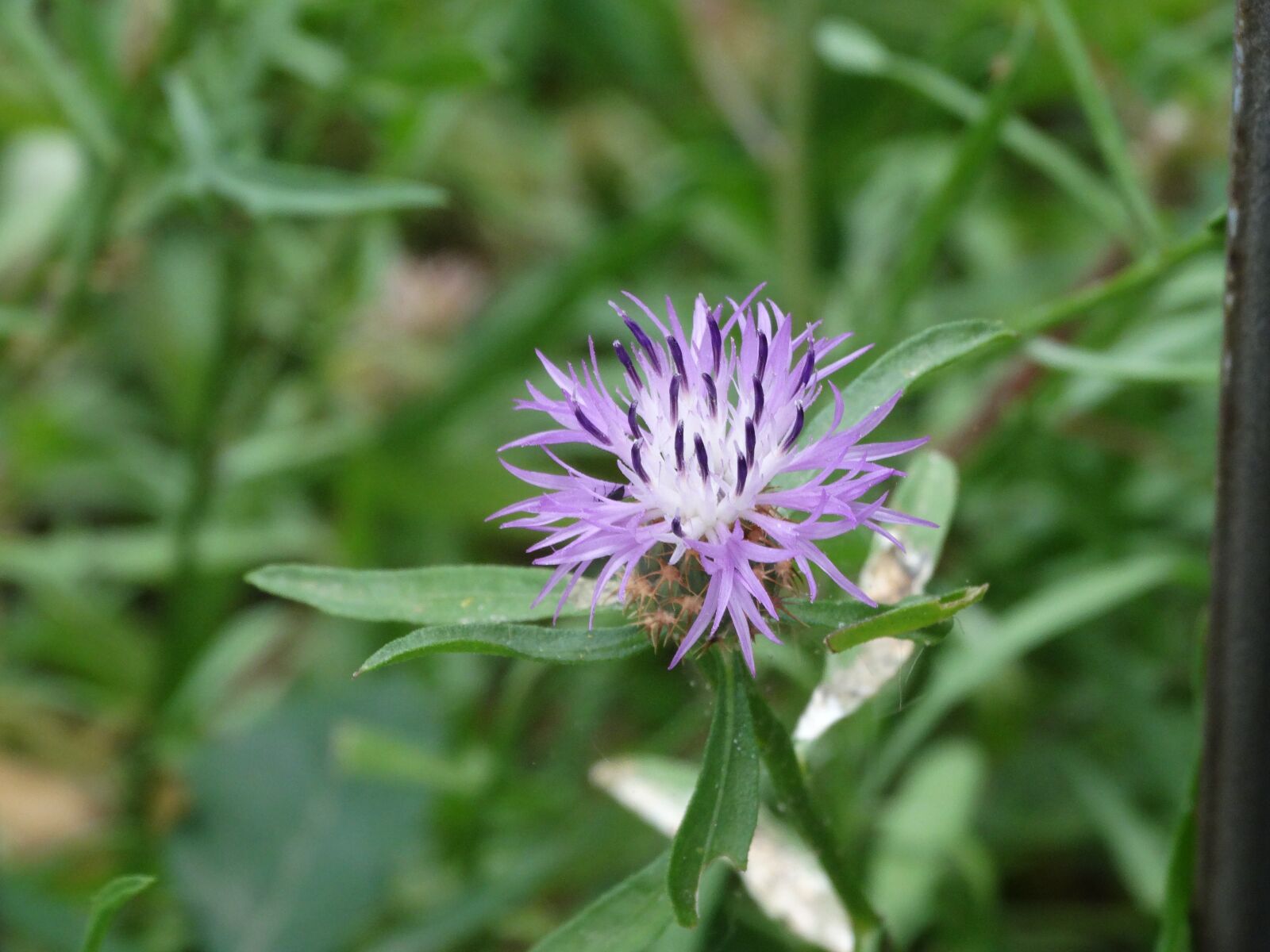Sony Cyber-shot DSC-HX300 sample photo. Carthamus cauruleus, flower, violet photography