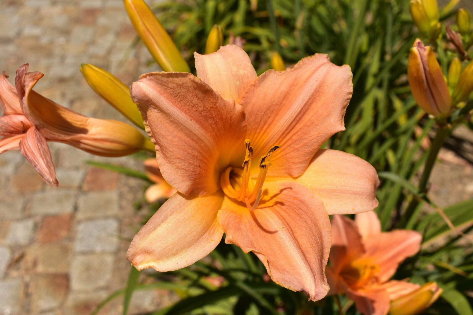 Nikon D3400 sample photo. Flower, garden, nature photography