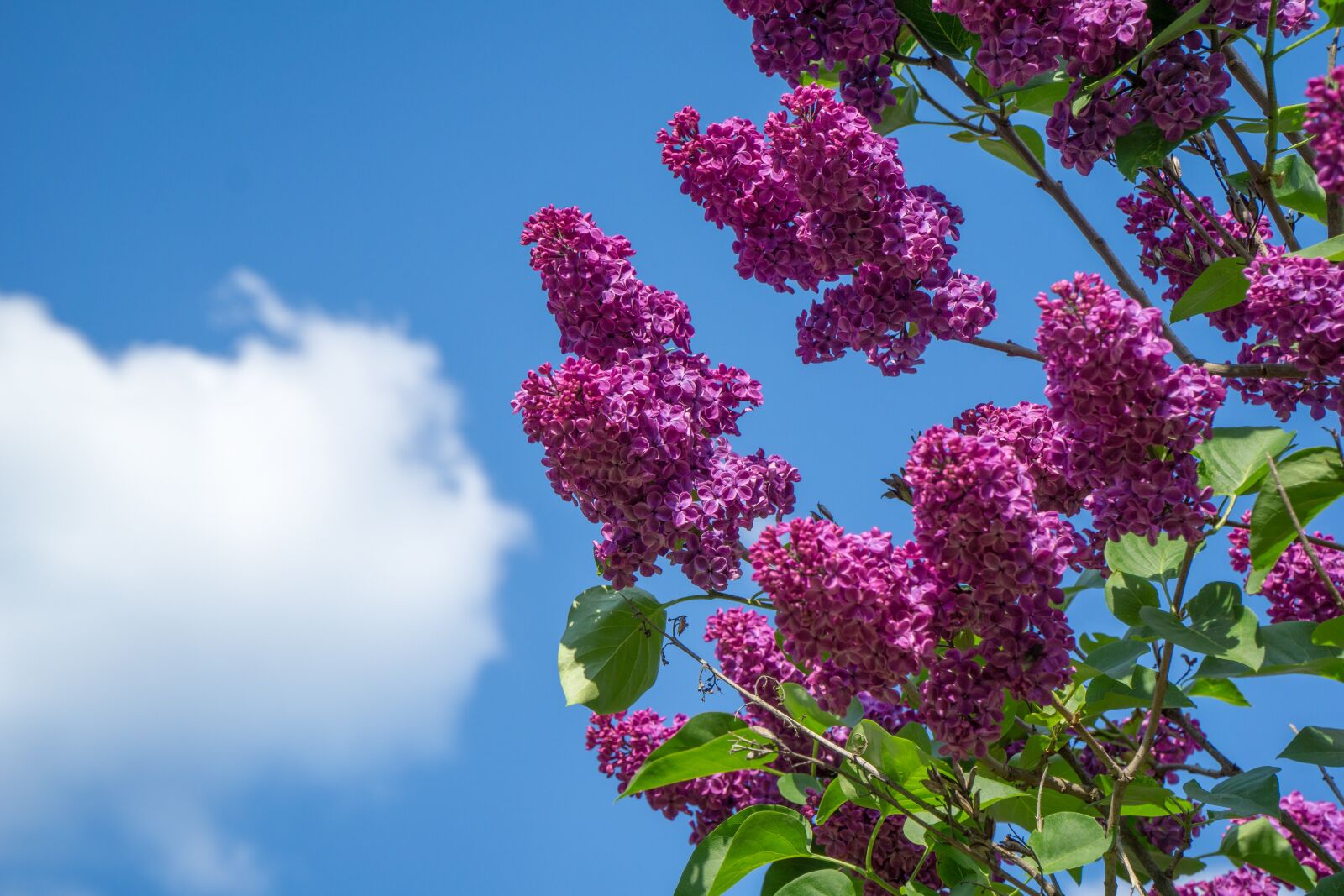 Sony a6000 + Sony E PZ 18-105mm F4 G OSS sample photo. Lilac, red, red lilac photography