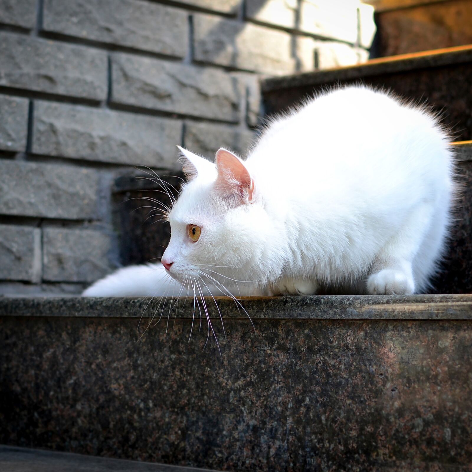 Nikon D3100 sample photo. Cat, white, kitten photography
