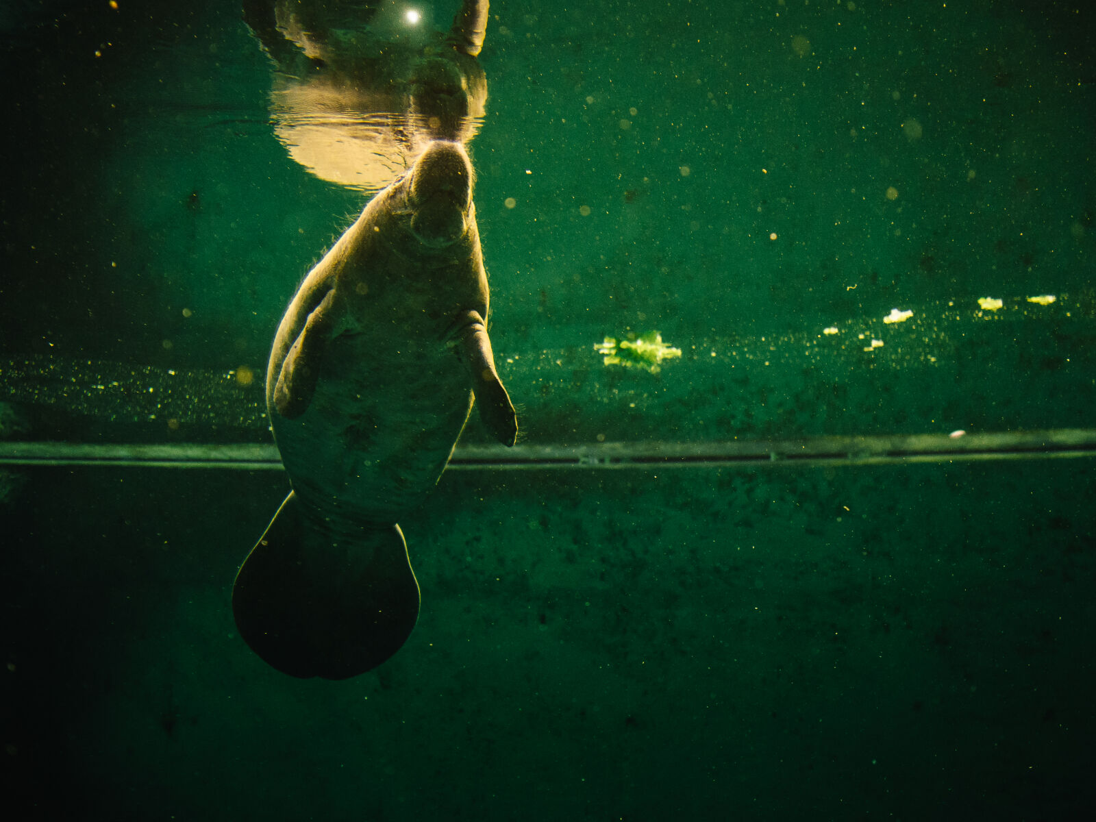 Olympus M.Zuiko Digital 17mm F1.8 sample photo. Animal, aquarium, manatee, sea photography