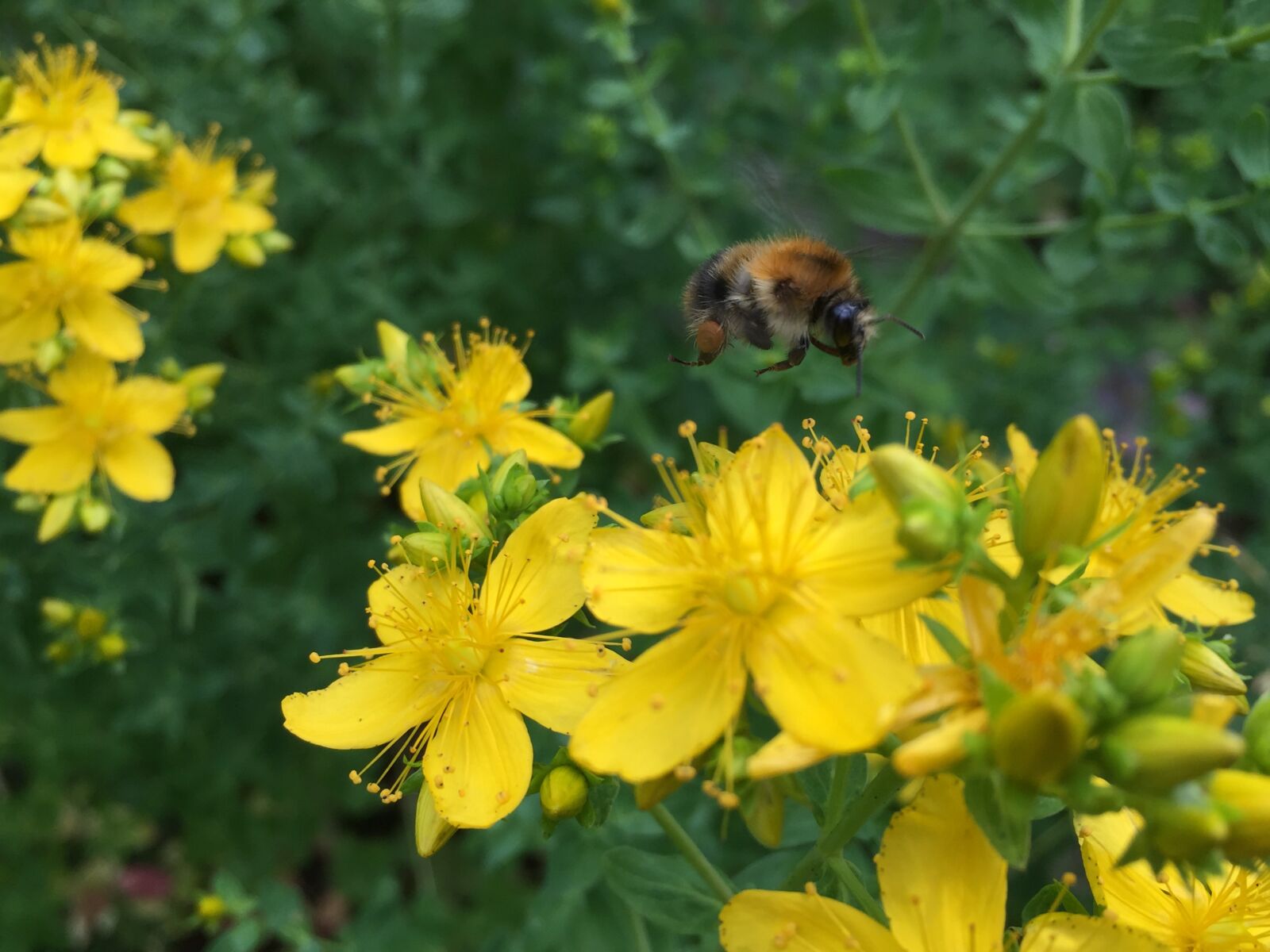 iPhone 6 Plus back camera 4.15mm f/2.2 sample photo. St john's wort, hummel photography