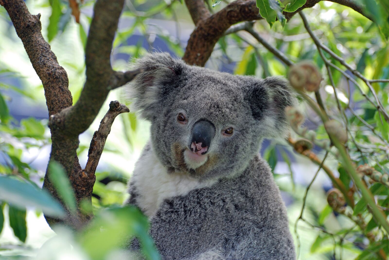 Nikon D80 sample photo. Koala, australia, zoo photography