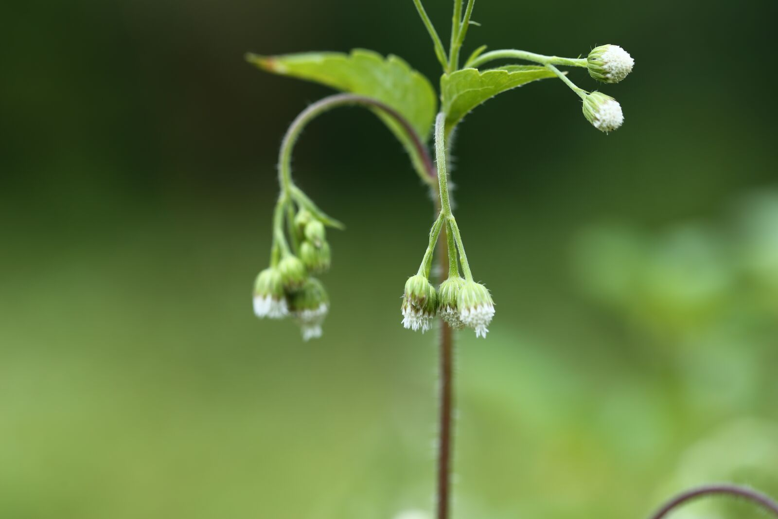 Canon EF 100mm F2.8L Macro IS USM sample photo. Flora, leaf, nature photography