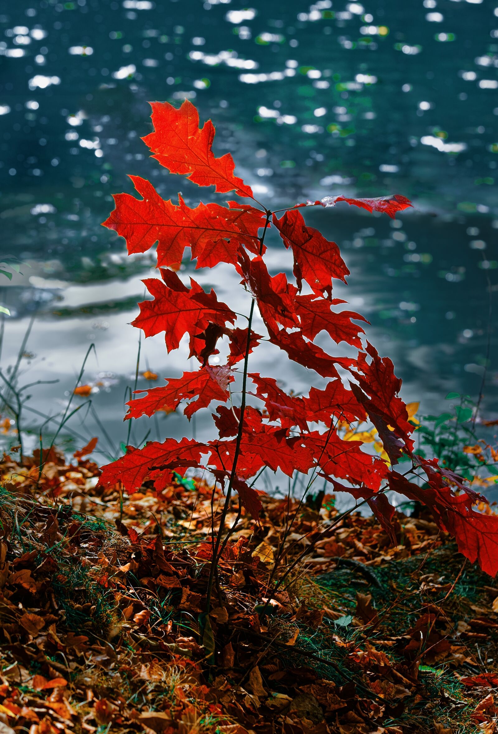 Sony a7 II sample photo. Nature, autumn, water photography