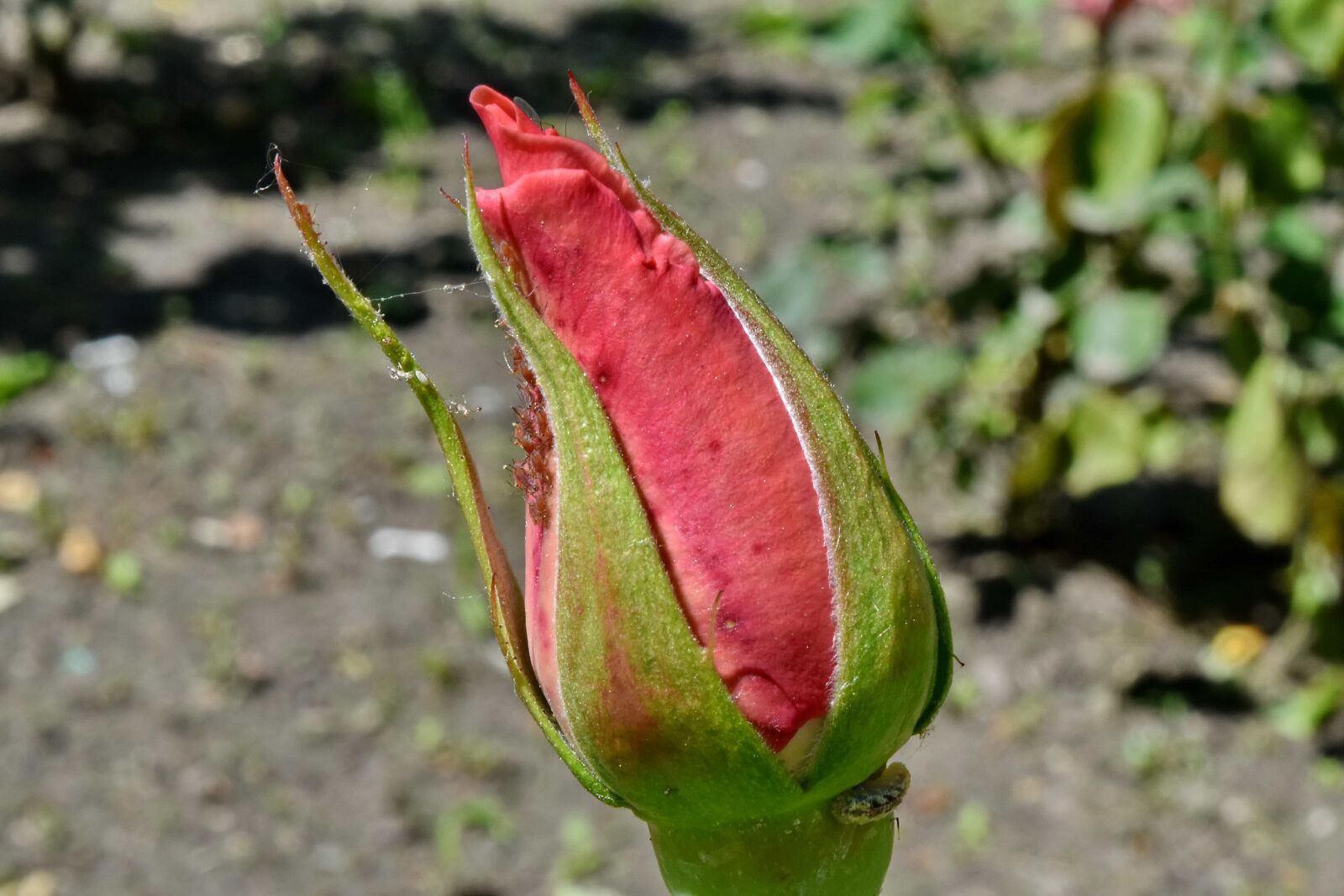 Nikon D5500 sample photo. Caterpillar, insect, flower, leaf photography