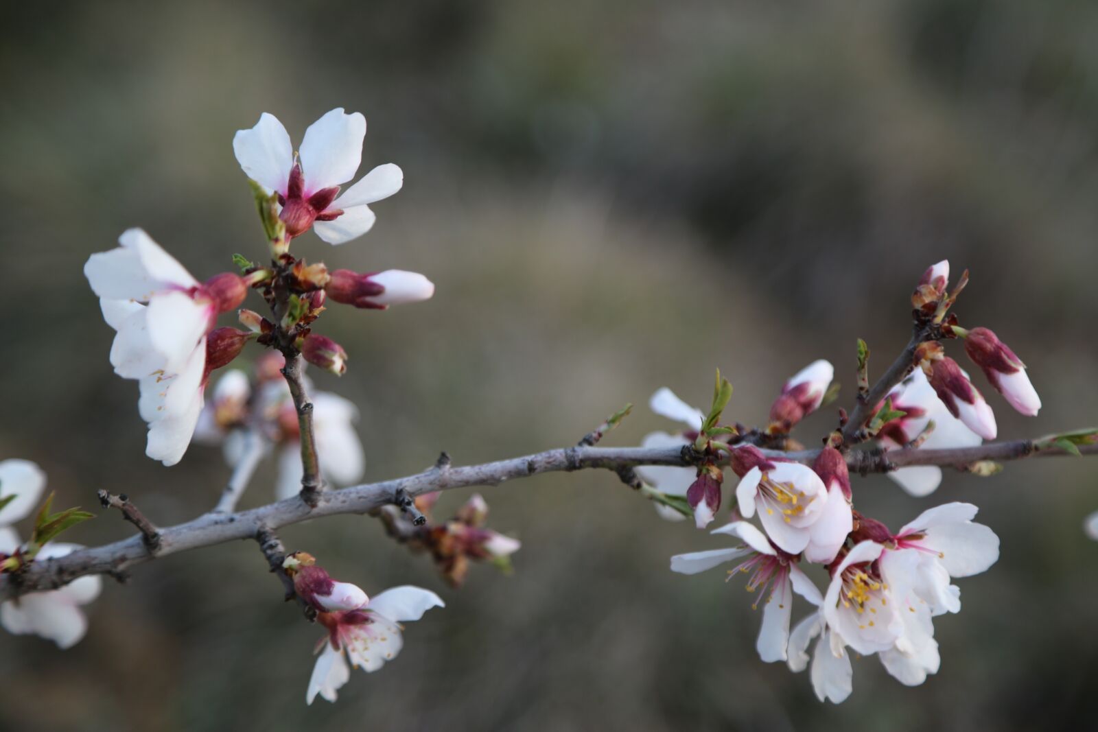Canon EF 24-105mm F4L IS USM sample photo. Flower, nature, tree photography