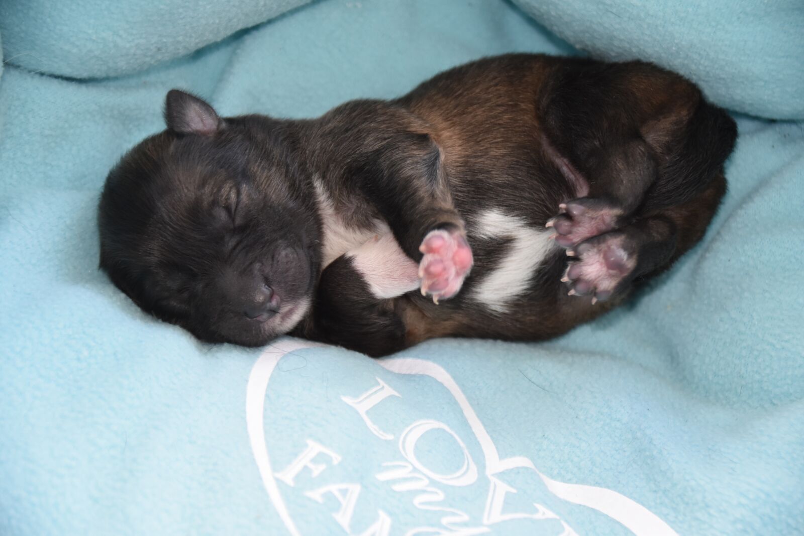Nikon D5600 sample photo. Puppy, dog, baby dog photography