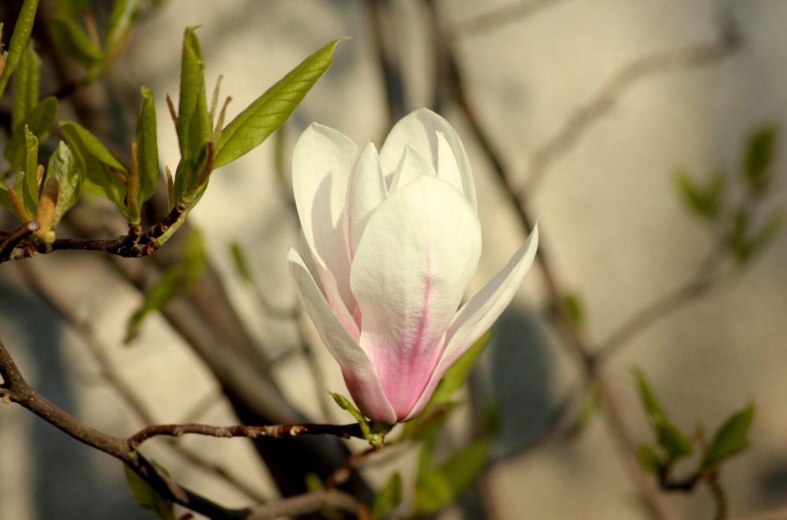 Canon EOS 1200D (EOS Rebel T5 / EOS Kiss X70 / EOS Hi) sample photo. Magnolia, magnolia flower, spring photography
