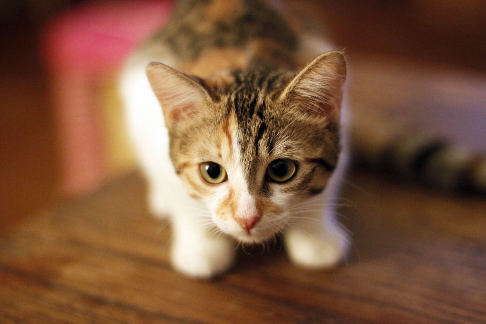 Canon EOS 500D (EOS Rebel T1i / EOS Kiss X3) sample photo. Kitten, cat, animals photography