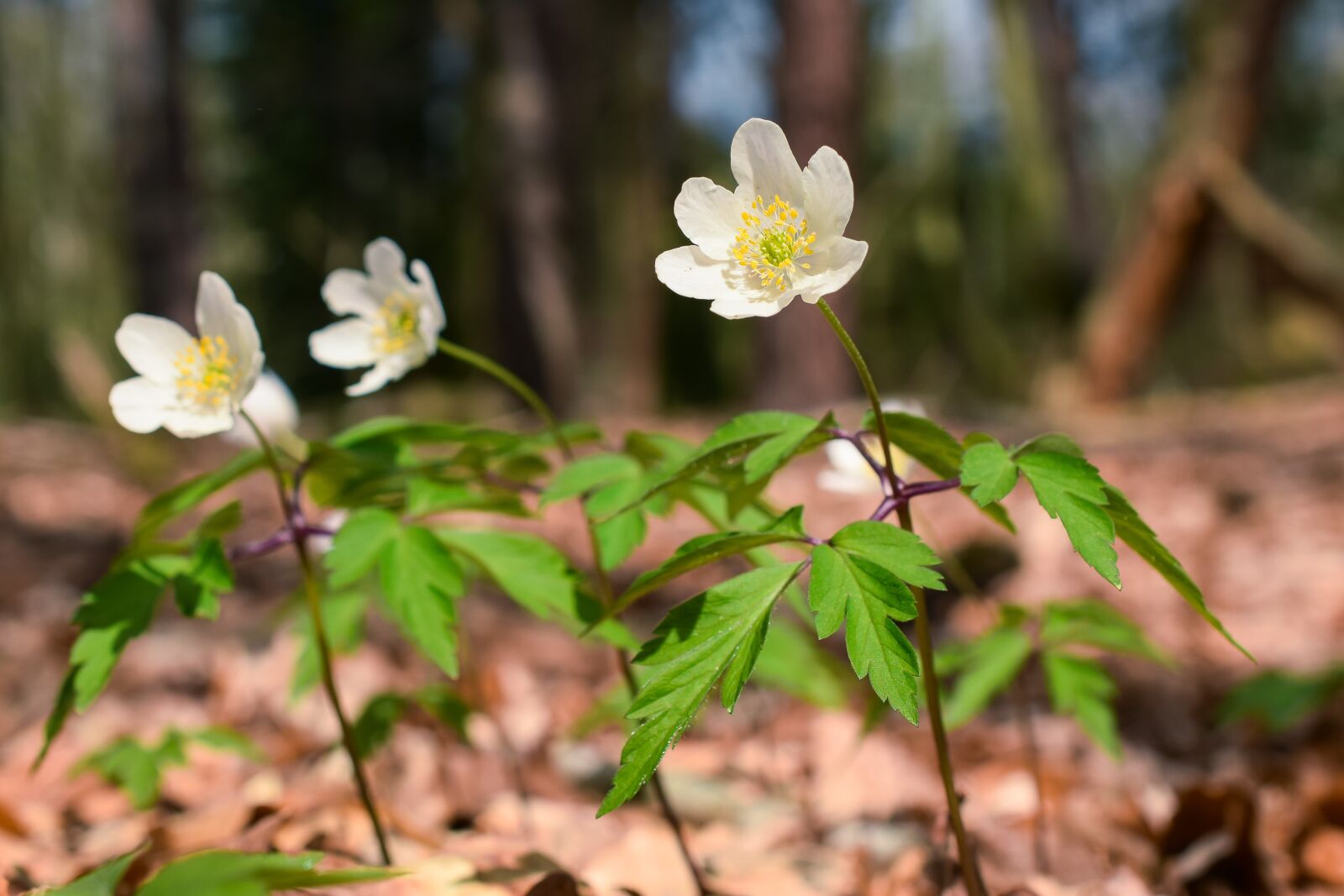Nikon D5300 sample photo. Spring, flower, nature photography