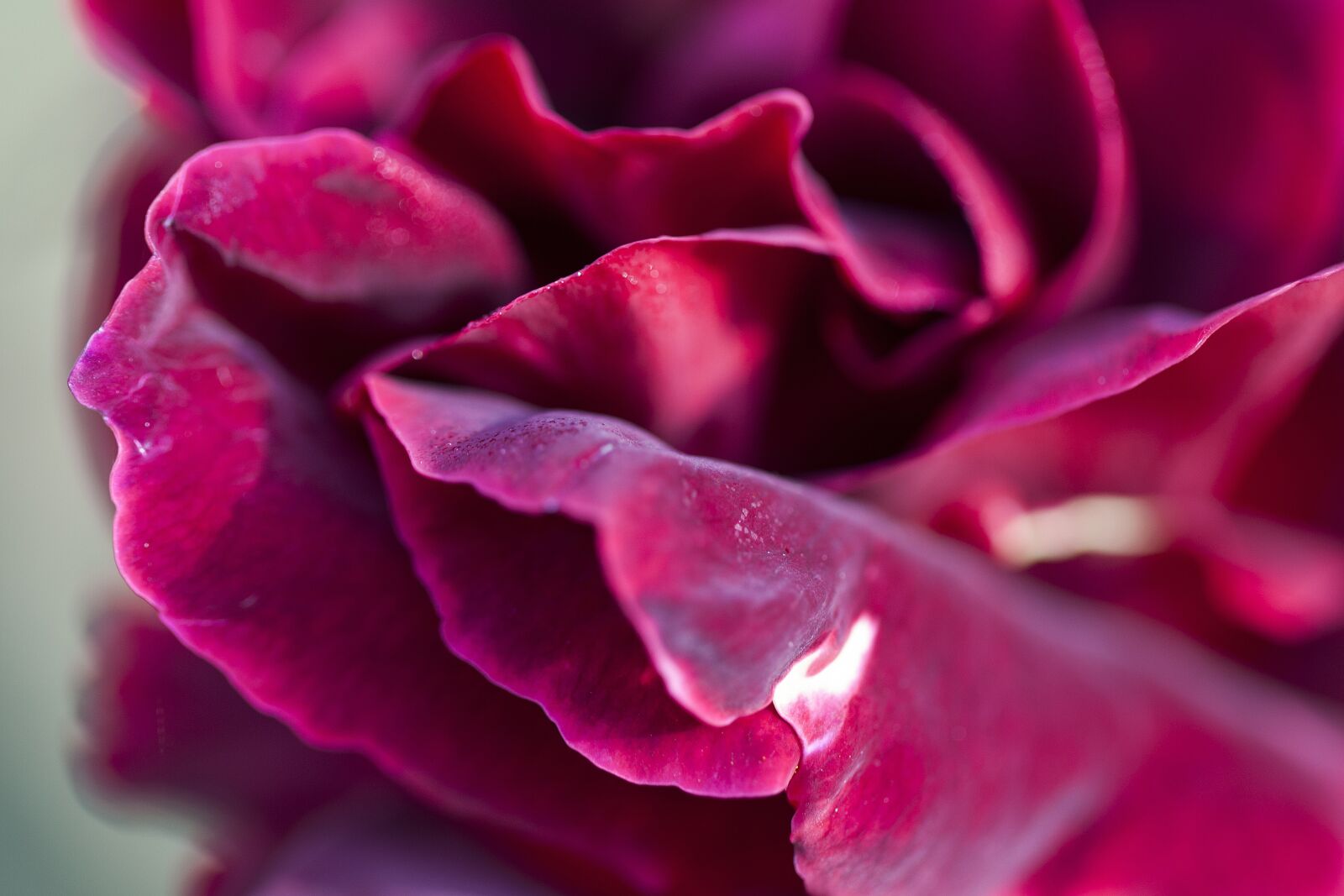 Canon EOS 5D Mark II sample photo. Petals, rose, red photography