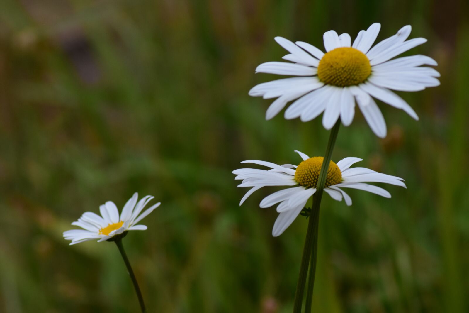 Nikon D3400 sample photo. Daisies, flowers, white photography