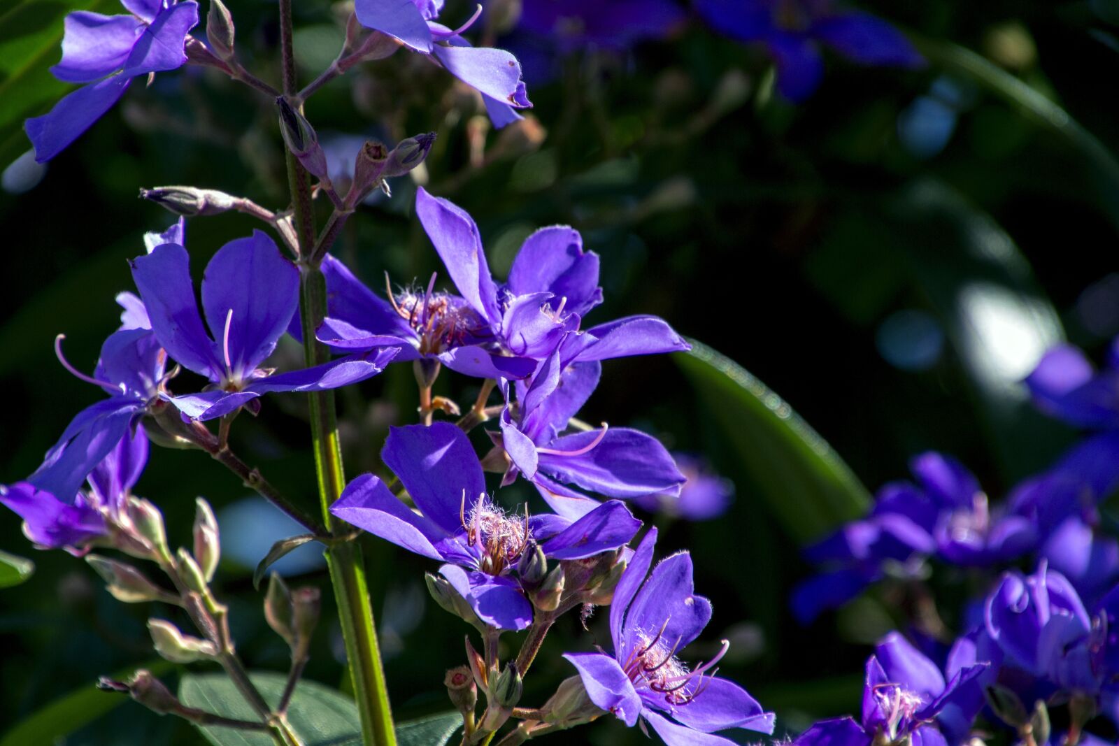 Canon EOS 700D (EOS Rebel T5i / EOS Kiss X7i) sample photo. Quaresmeira, rosa, ornamental flower photography