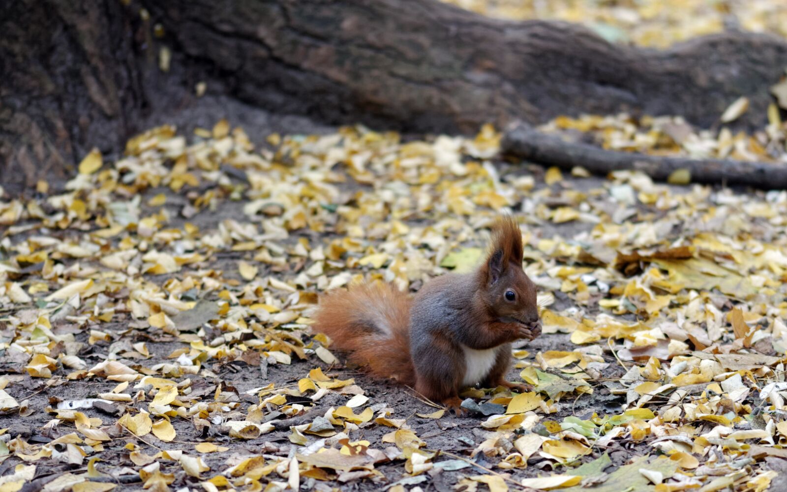 Nikon D5100 sample photo. Squirrel, pet, brown photography