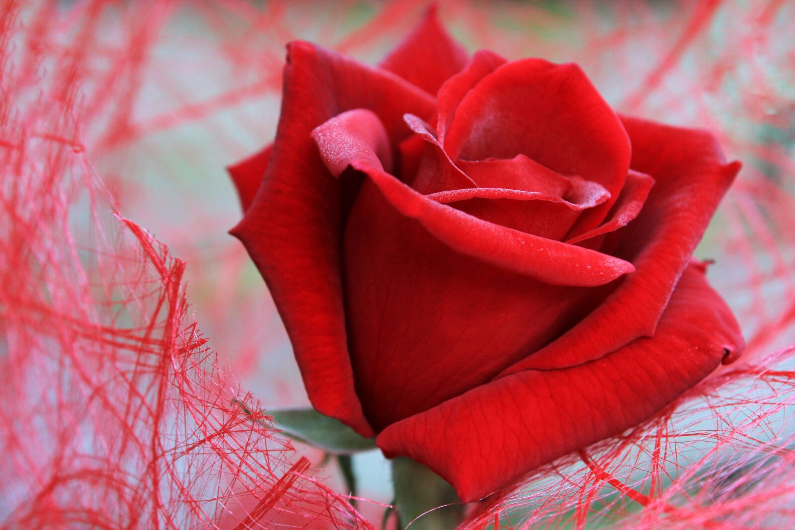 Canon EOS 2000D (EOS Rebel T7 / EOS Kiss X90 / EOS 1500D) sample photo. Red rose, rose, feeling photography