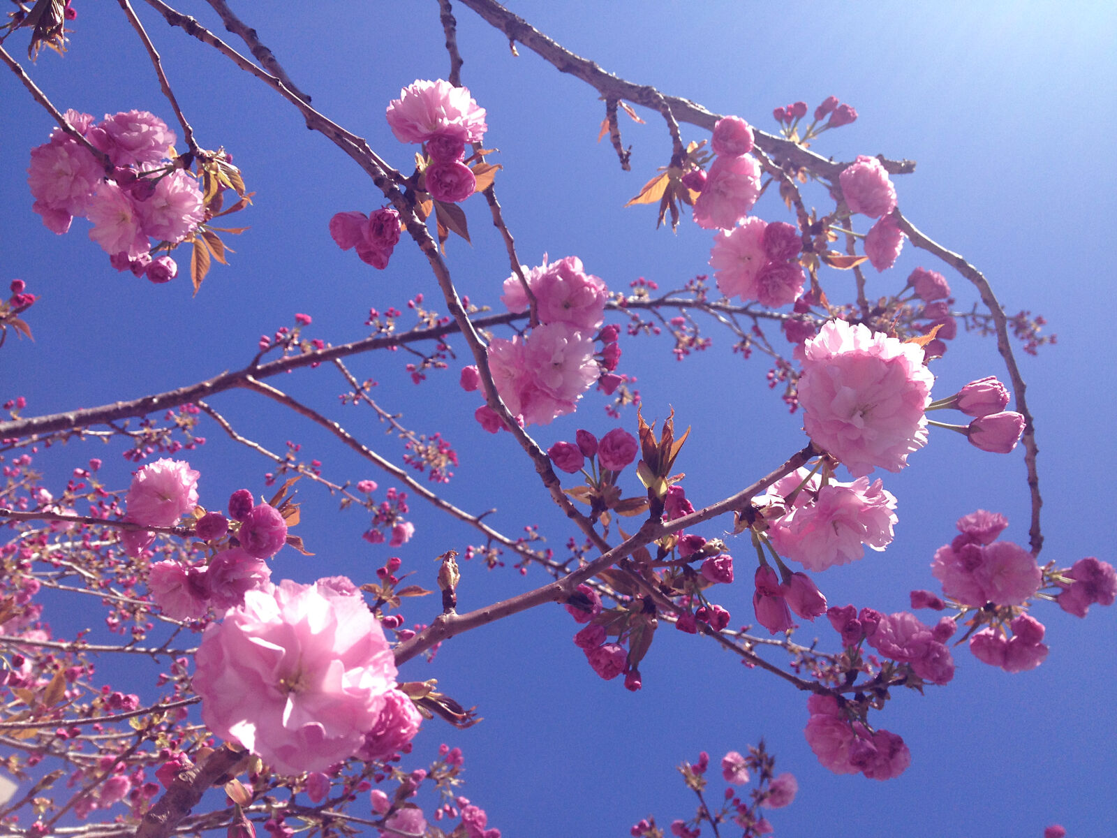 iPhone 4S back camera 4.28mm f/2.4 sample photo. 006, cherry, blossom photography