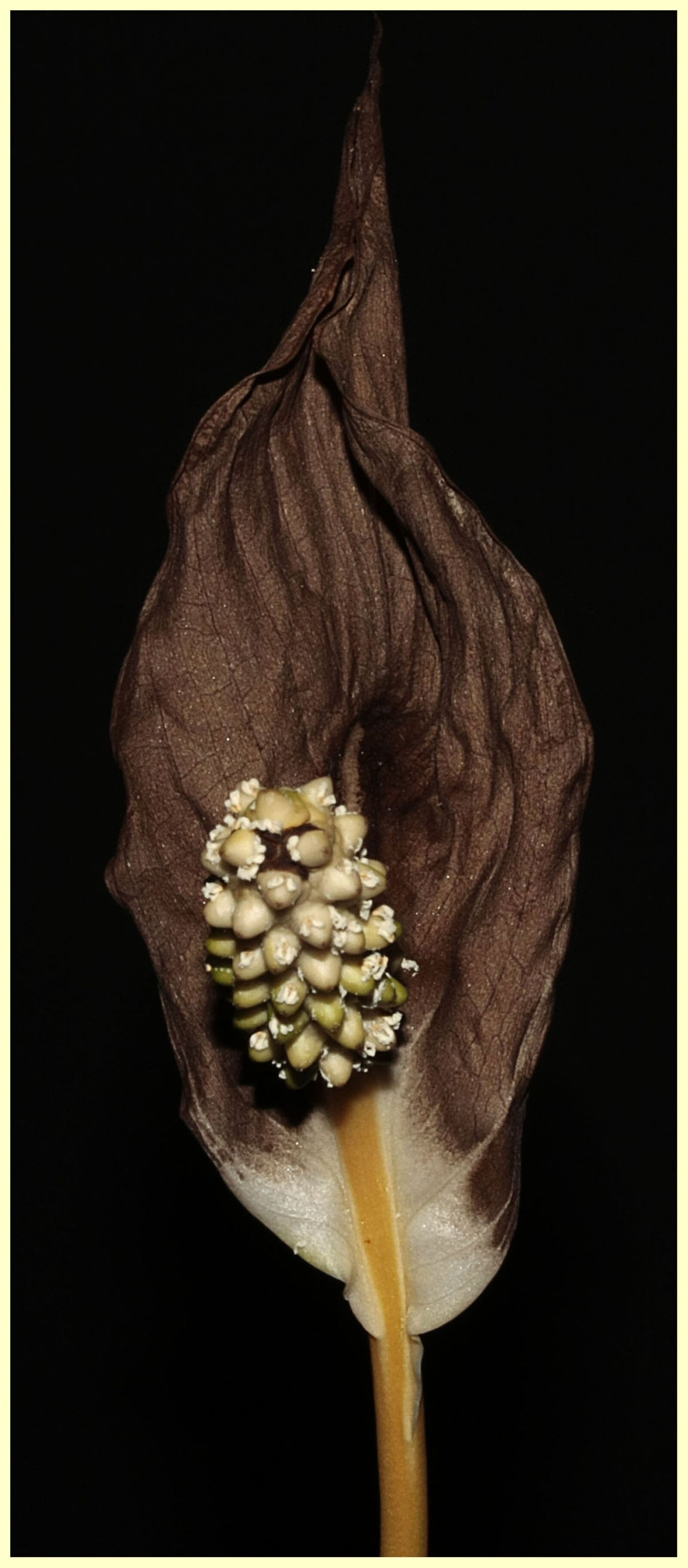 Canon EOS 450D (EOS Rebel XSi / EOS Kiss X2) sample photo. Flower, withered, faded photography