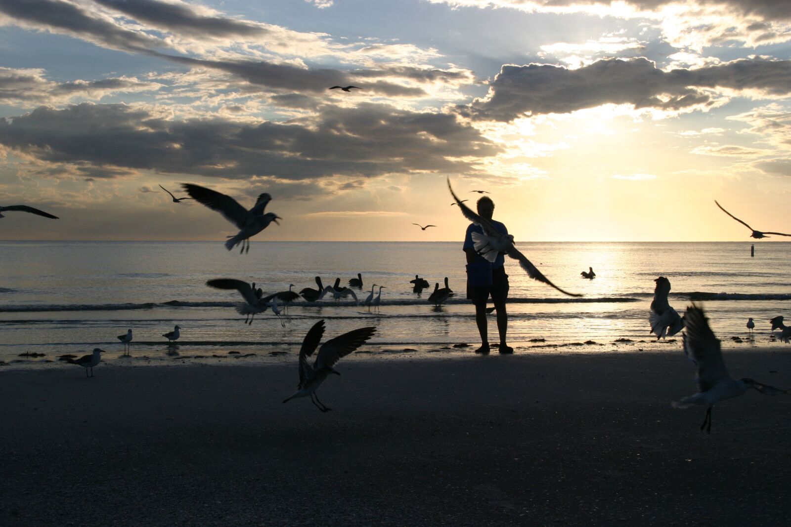 Canon EOS 10D sample photo. Pelikan, one, feed photography