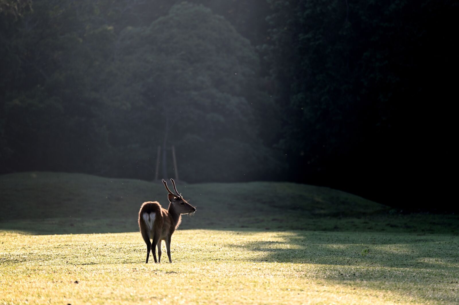 Nikon Z6 sample photo. Deer, light, animal photography