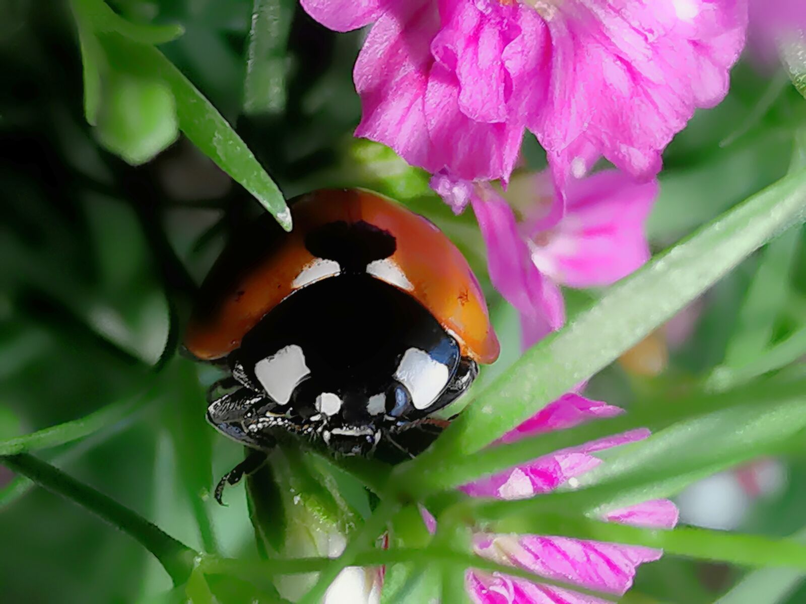 HUAWEI Mate 20 Pro sample photo. Ladybug, insect, nature photography