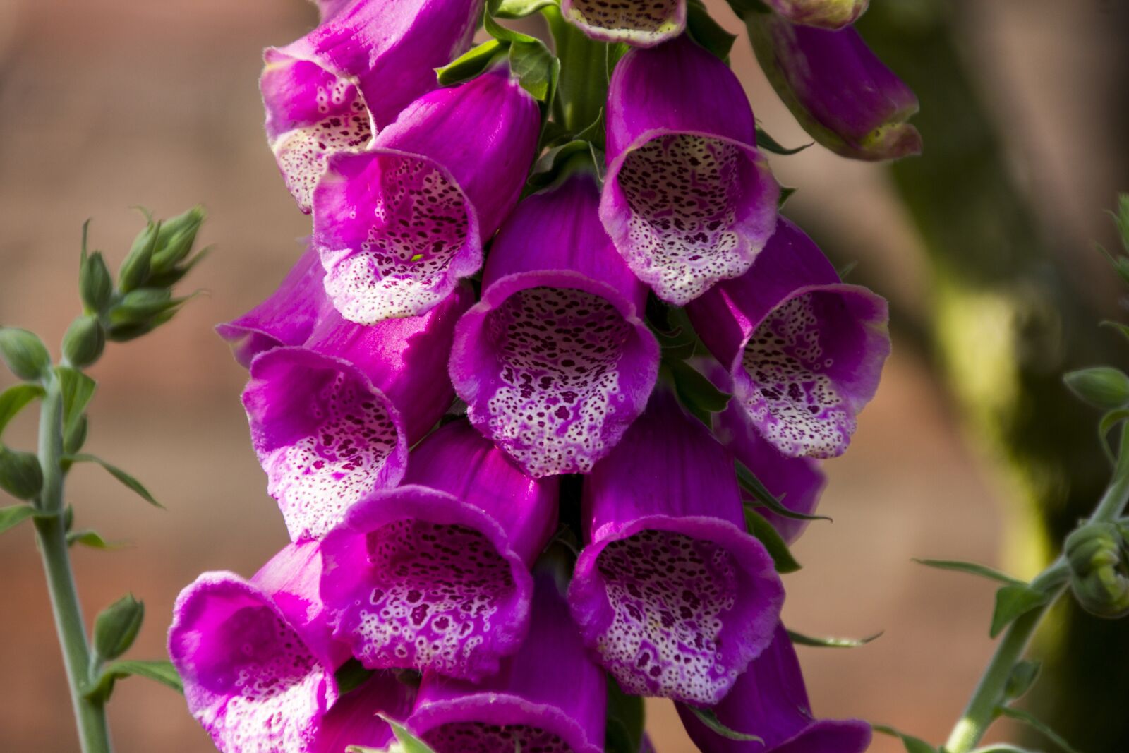 Canon EOS 60D sample photo. Thimble, flower, nature photography
