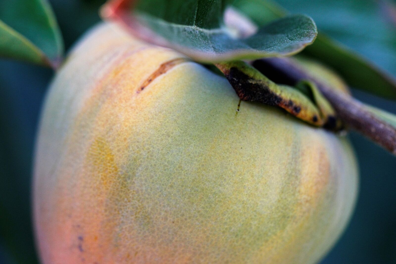 Canon EF 100mm F2.8L Macro IS USM sample photo. Persimmon, fruit, sweet photography