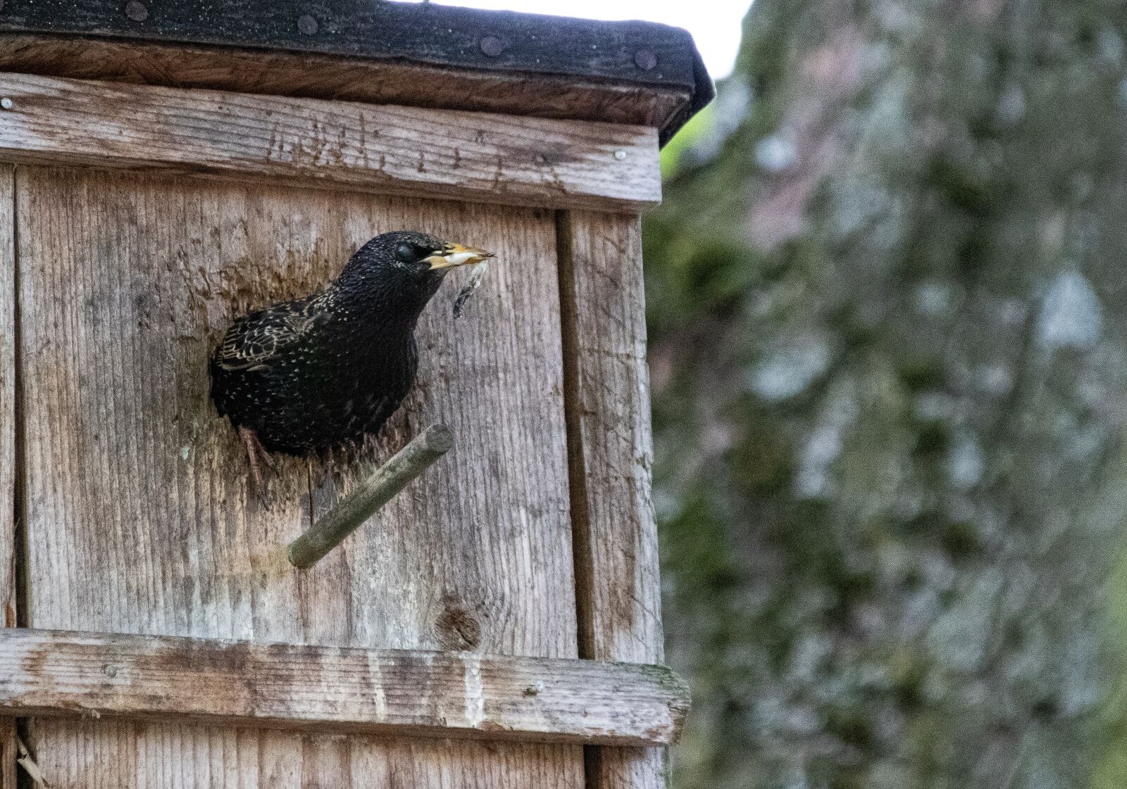 Canon EOS 80D sample photo. Animals, birds, songbirds photography