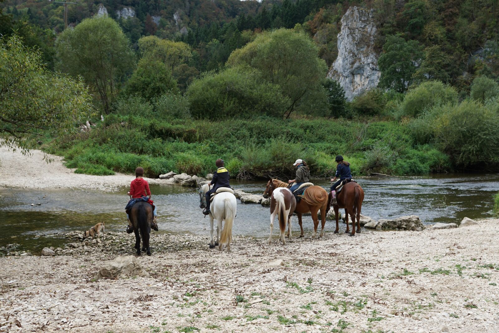 Sony DT 16-50mm F2.8 SSM sample photo. Horses, danube, water photography
