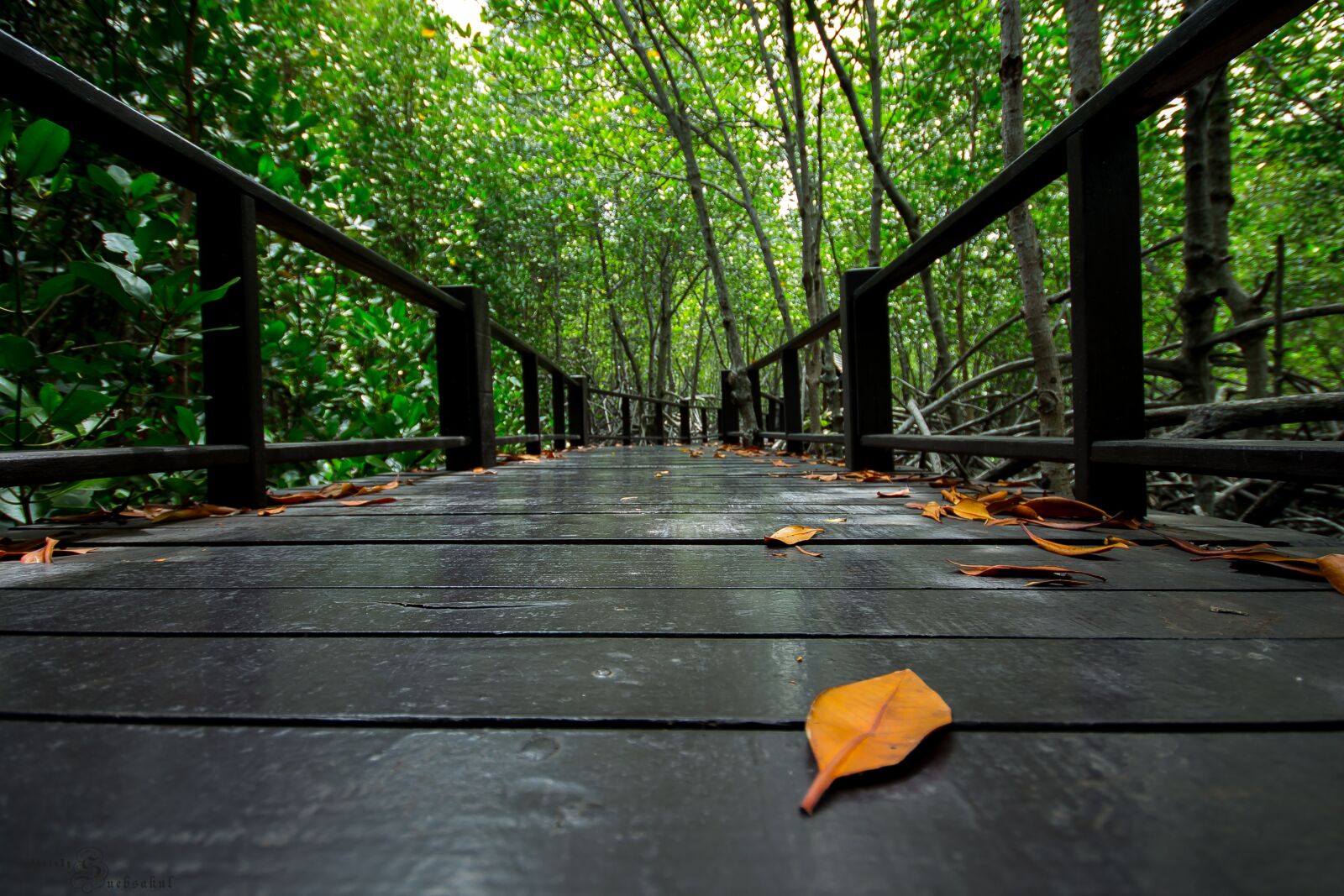 Canon EOS 700D (EOS Rebel T5i / EOS Kiss X7i) sample photo. Nature, tree, the forests photography