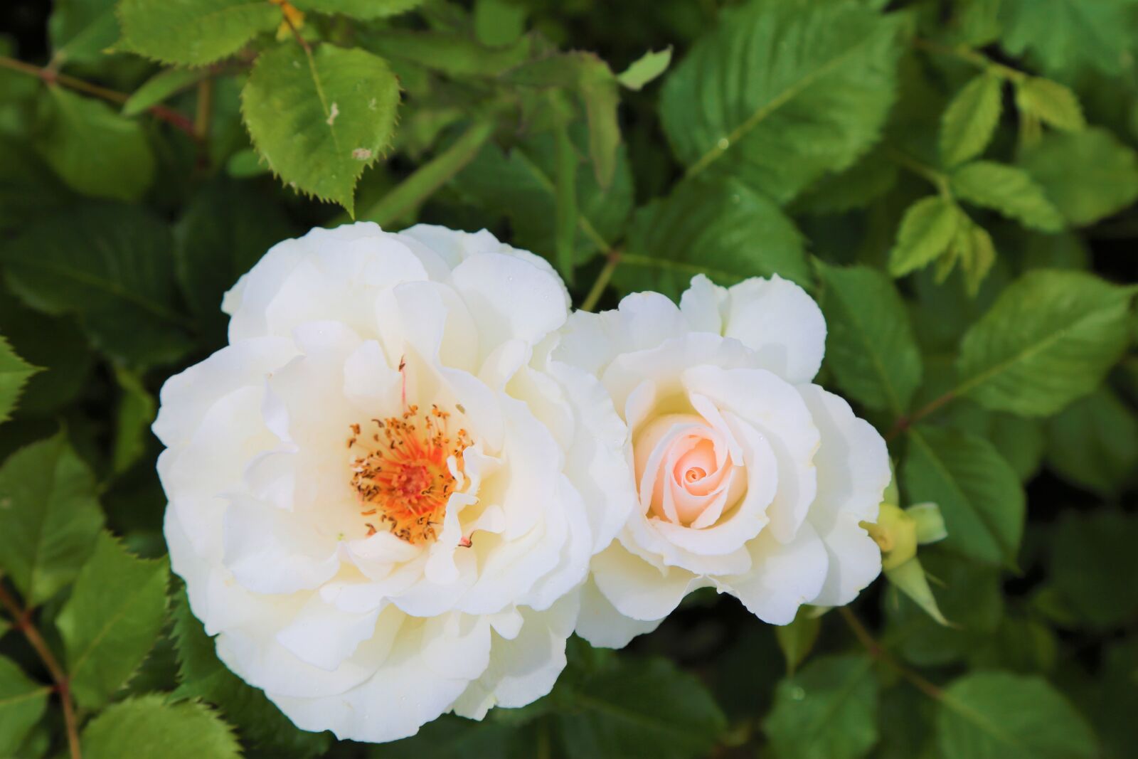 Canon EF 24-105mm F4L IS USM sample photo. Rose, white rose, rose photography