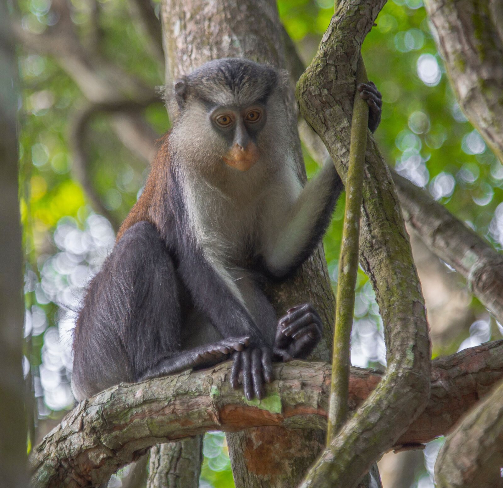 Canon EF 24-105mm F4L IS USM sample photo. Monkey, nigeria, africa photography