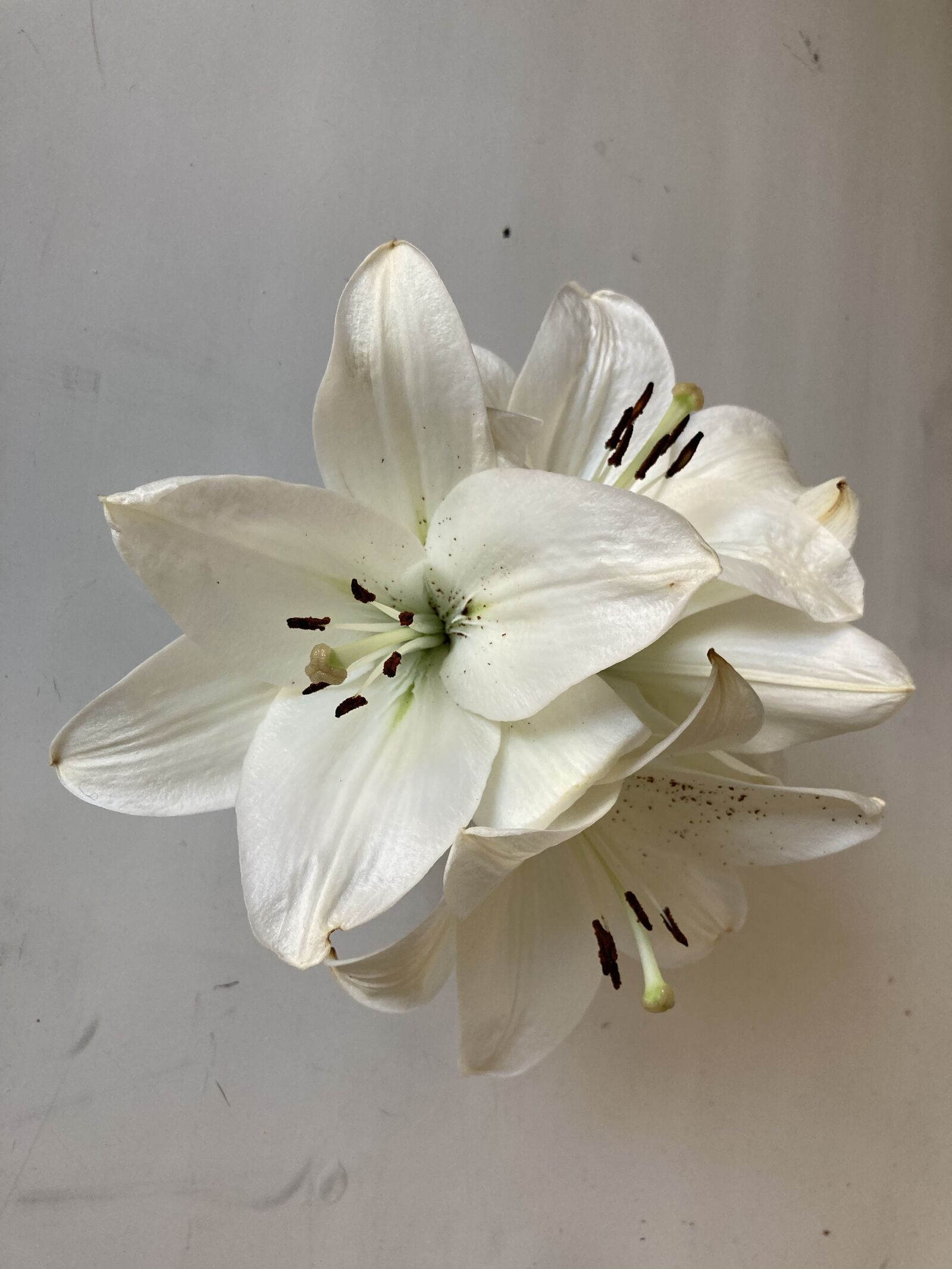 iPhone SE back camera 3.99mm f/1.8 sample photo. Flores, flor, nature photography