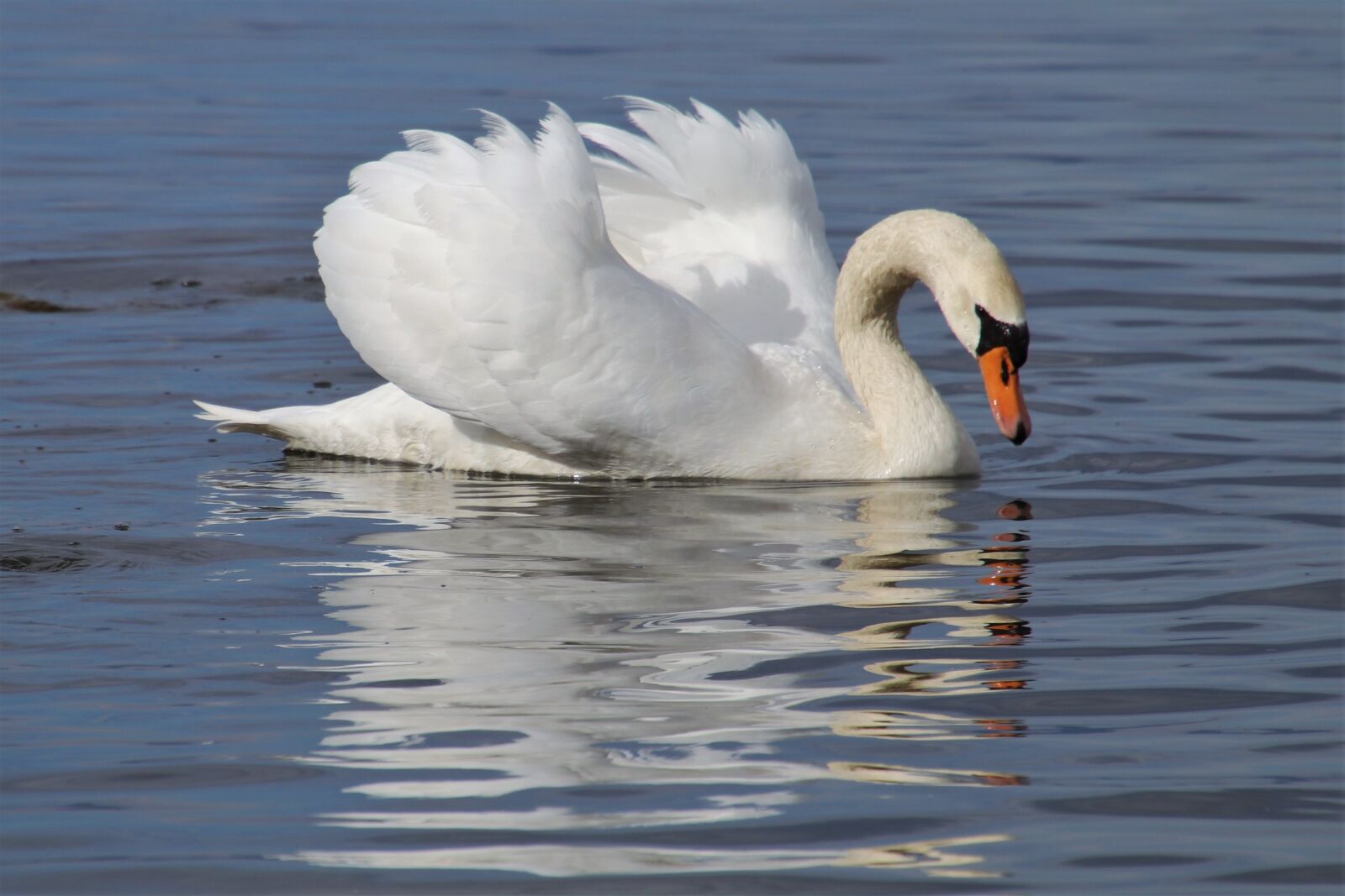 Canon EOS 80D sample photo. Mirror image, swan, white photography