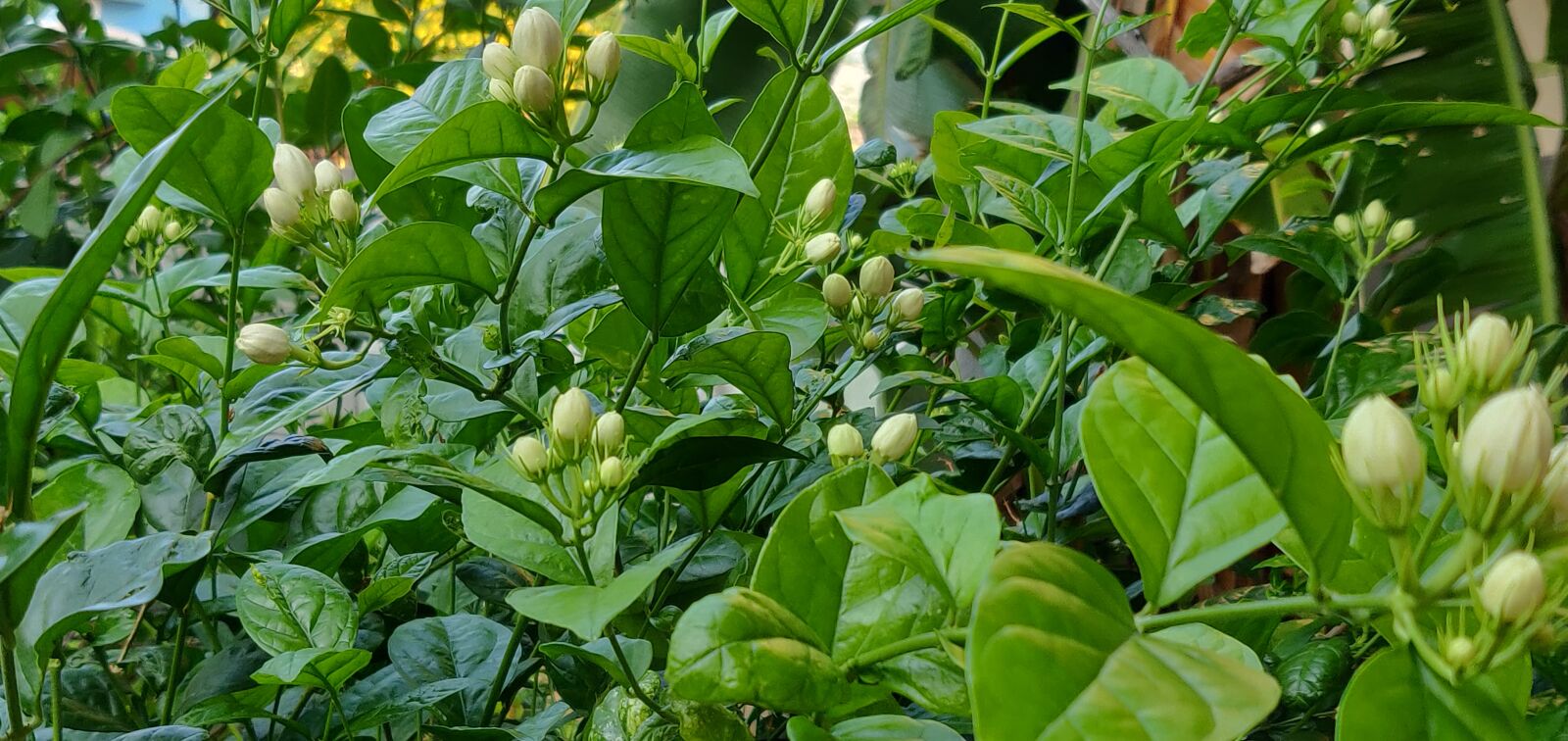 OnePlus A6000 sample photo. Green, jasmine, flower photography
