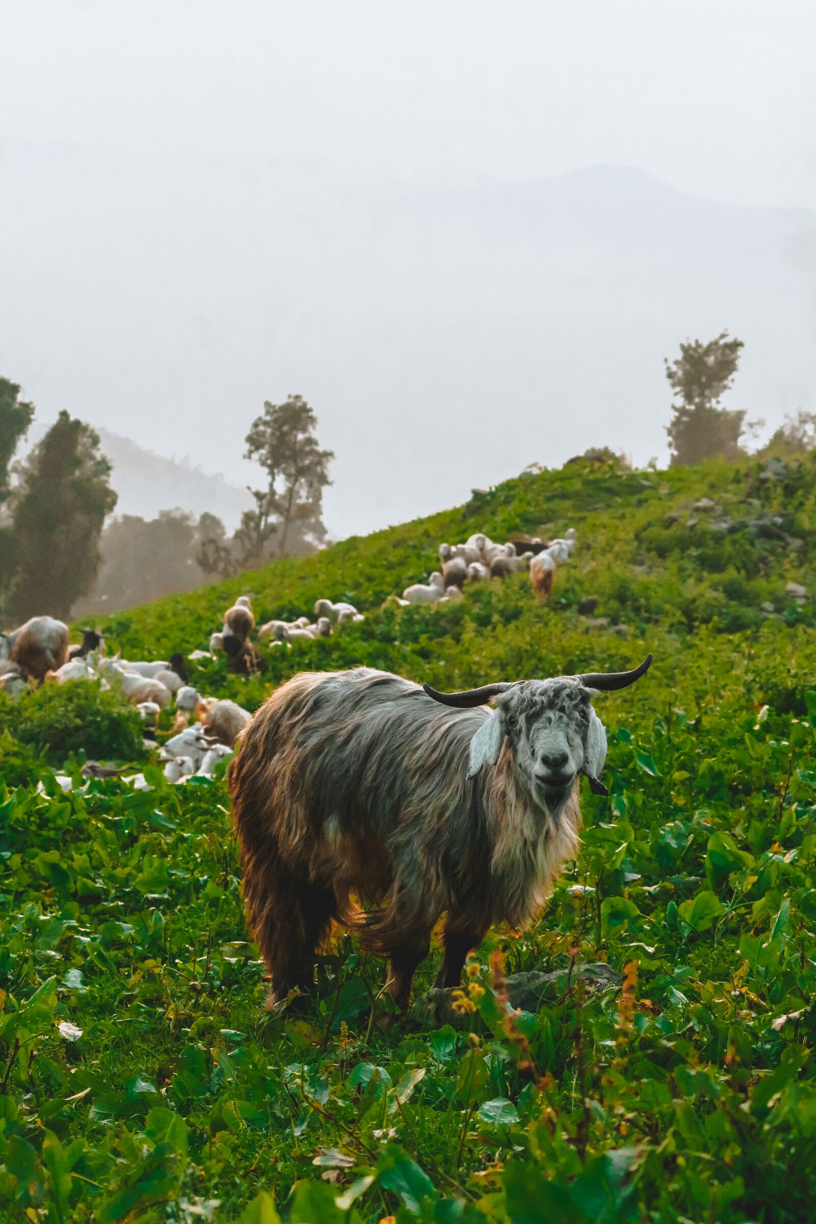 Canon EOS 700D (EOS Rebel T5i / EOS Kiss X7i) sample photo. Goat, goat village, horns photography