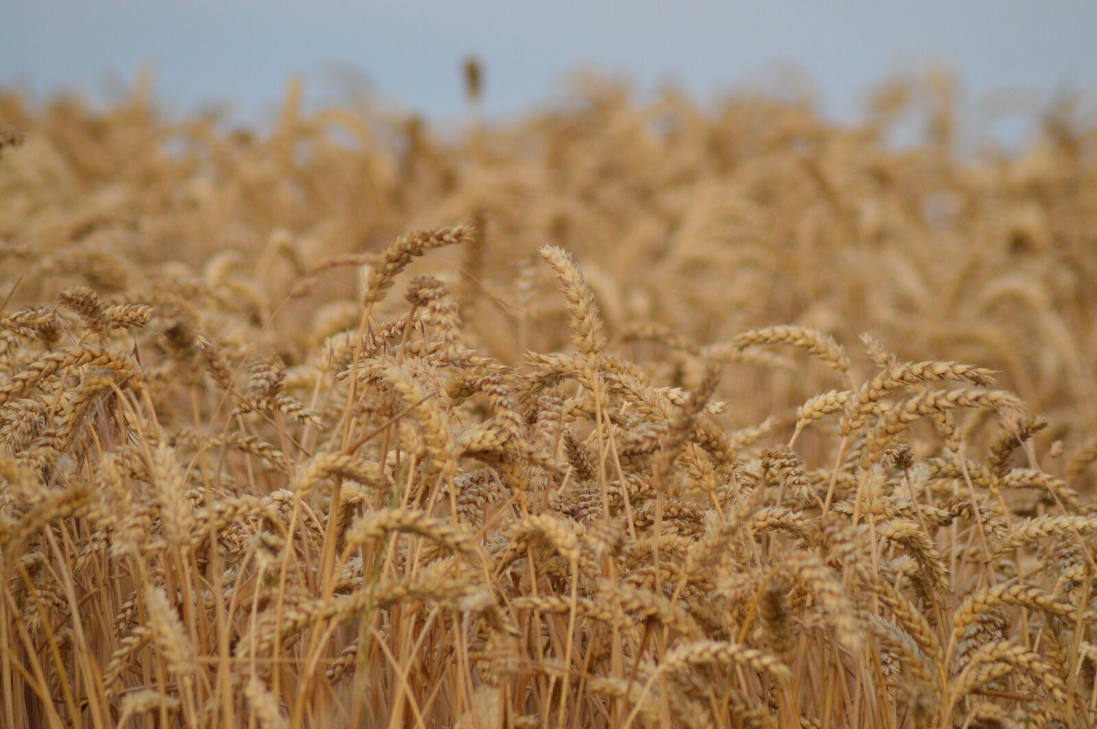 Nikon D3200 sample photo. Field, wheat, cereals photography
