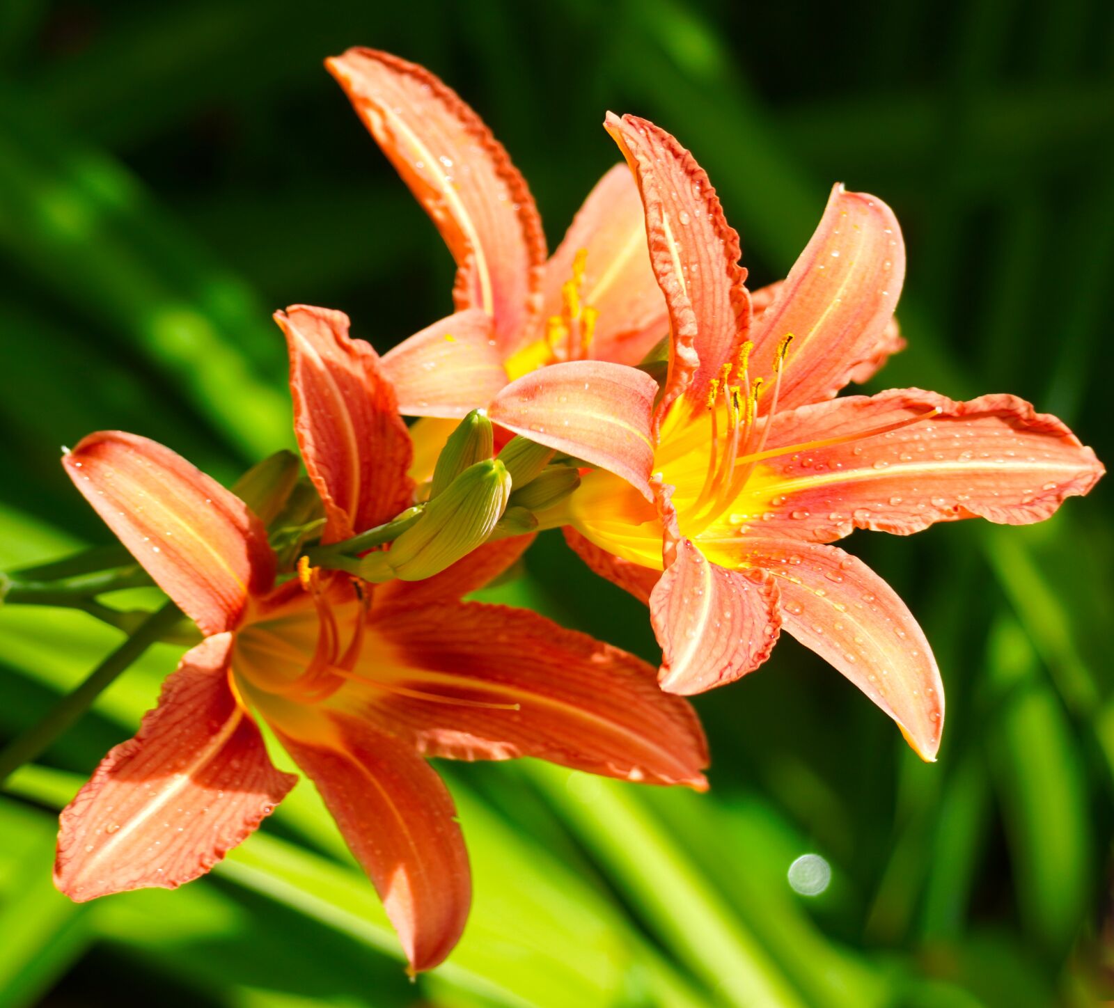 Sony E 70-350mm F4.5-6.3 G OSS sample photo. Lilies, flowers, blossom photography